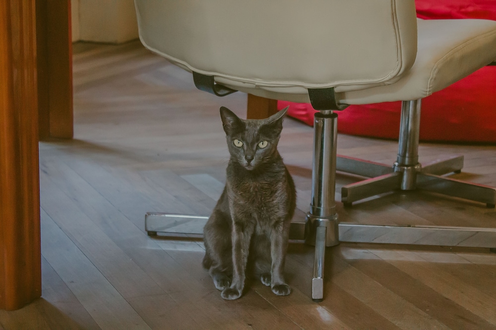 human