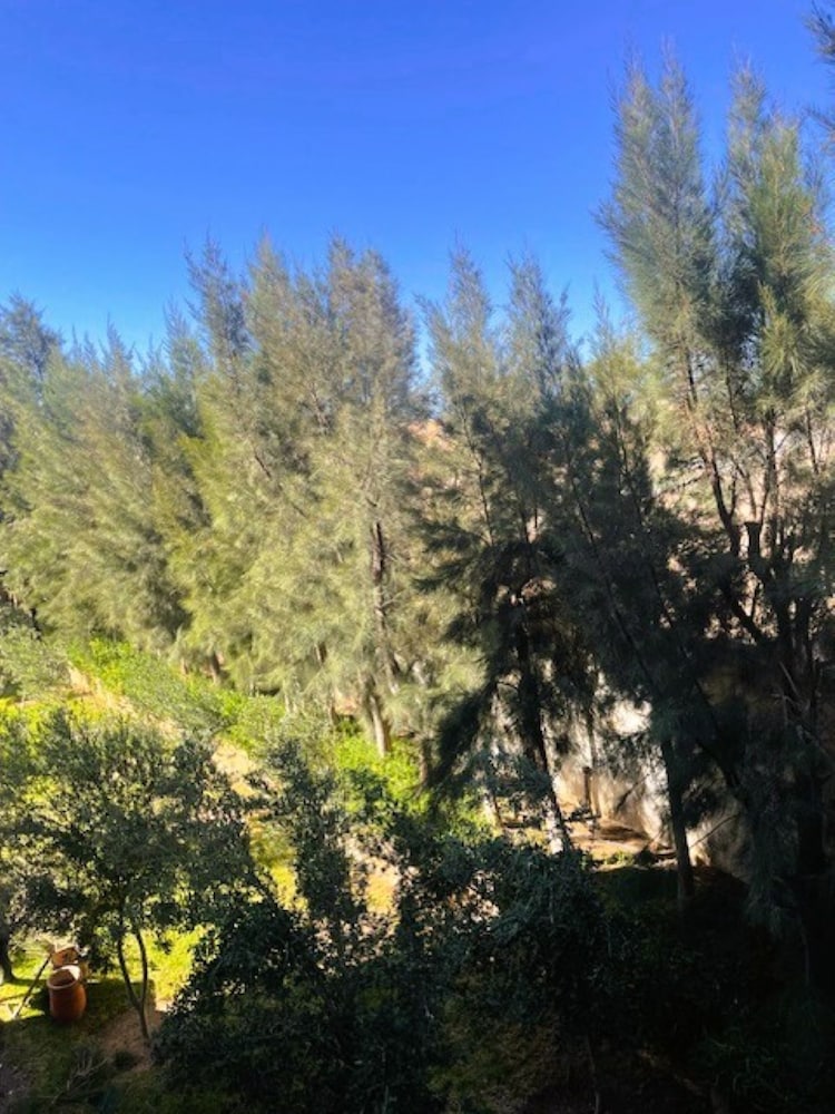 Dar mimosa