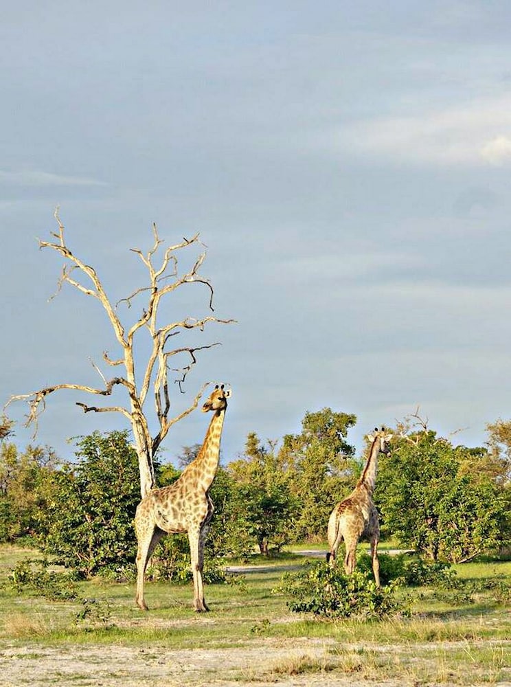 Unlimited Luxury Lodge in Kasane