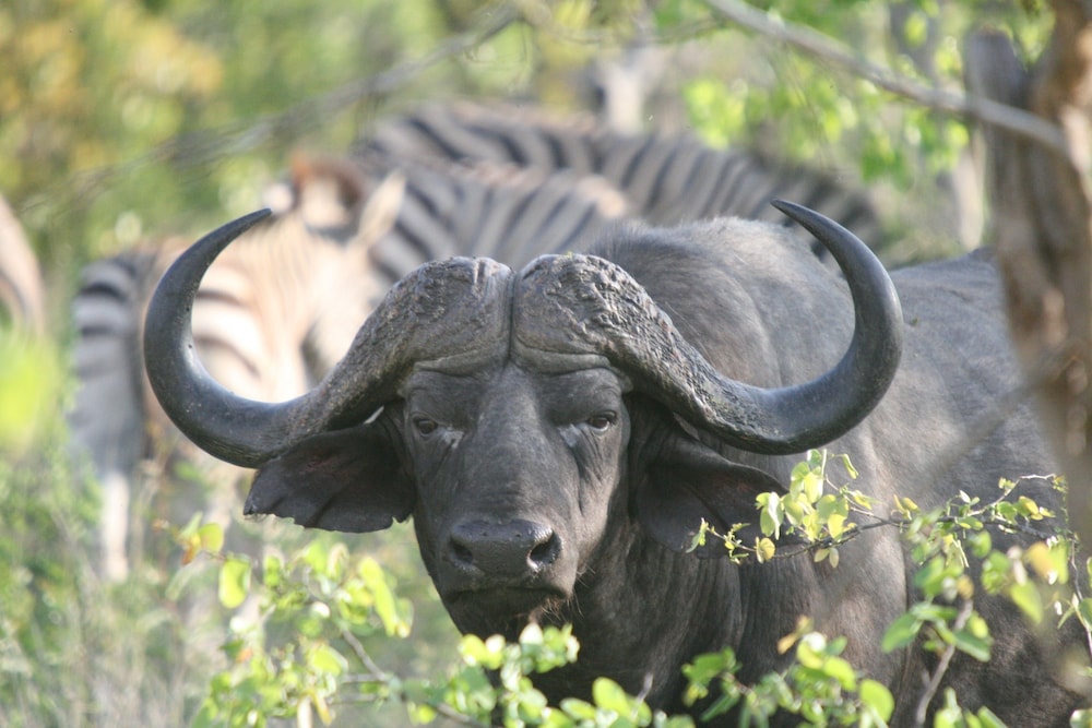 La Barunè Game Lodge view 5