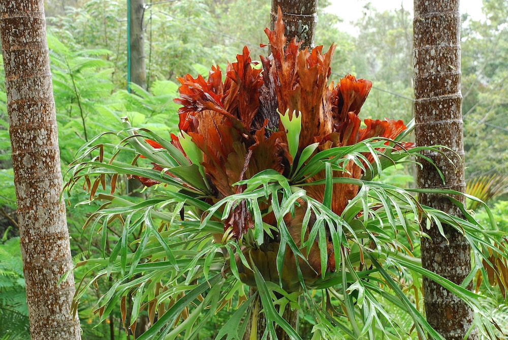 Mt Warning Rainforest Retreat view 4