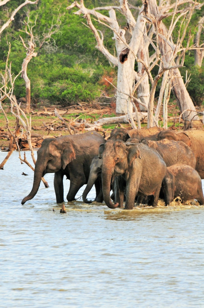 Back of Beyond - Safari Lodge Yala