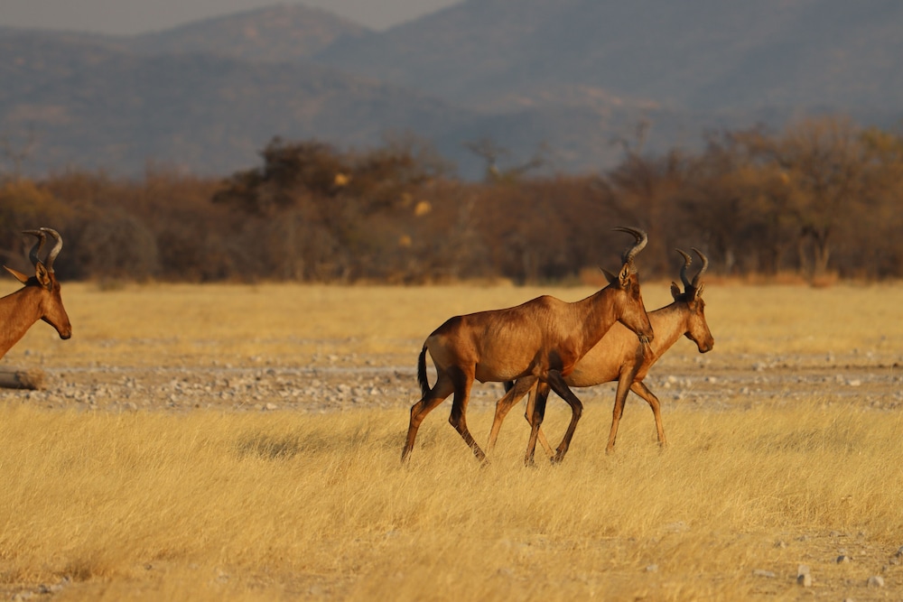 Omukuyu Wildlife Lodge