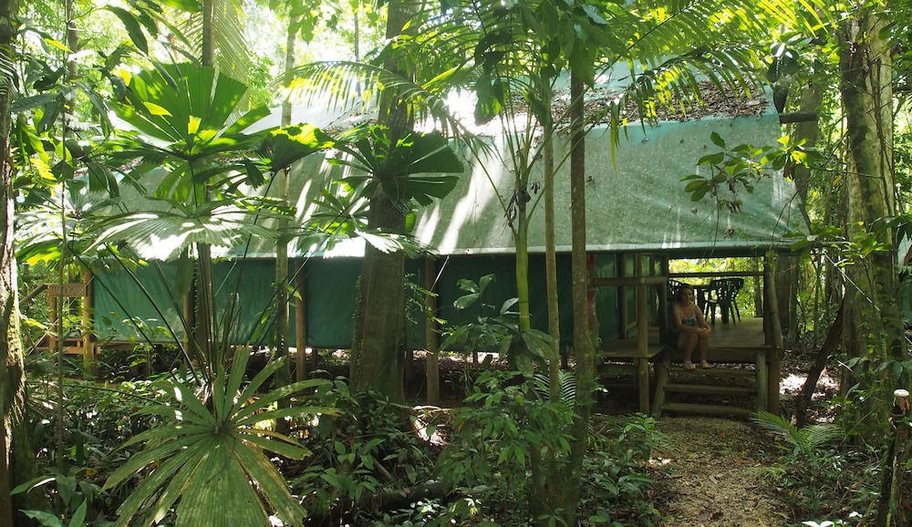 Daintree Crocodylus