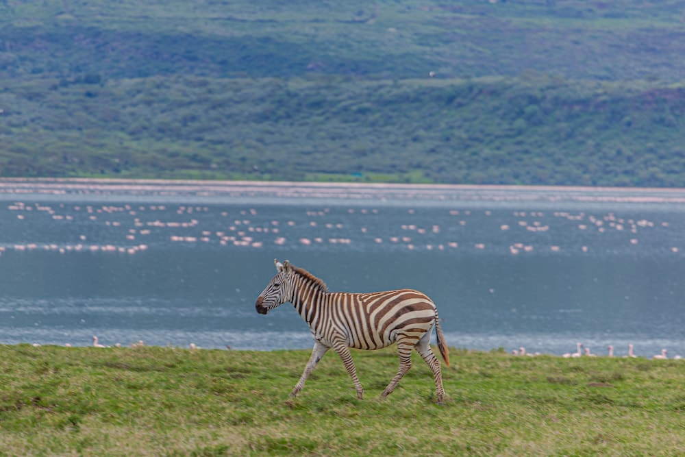 Mbweha Camp Lake Nakuru