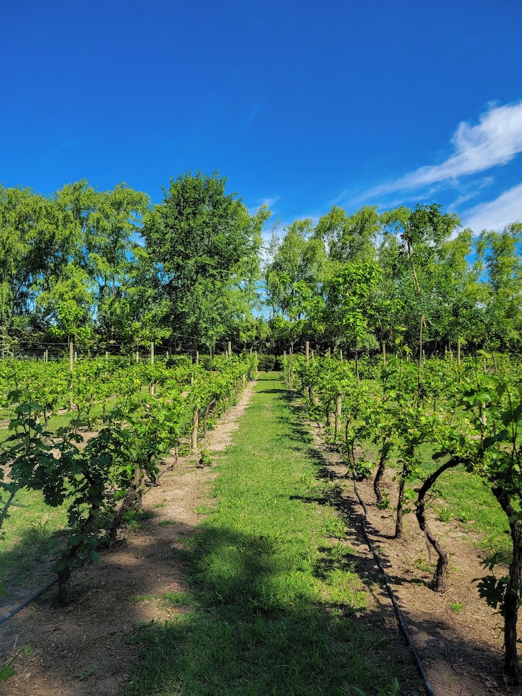 Finca La Saucina