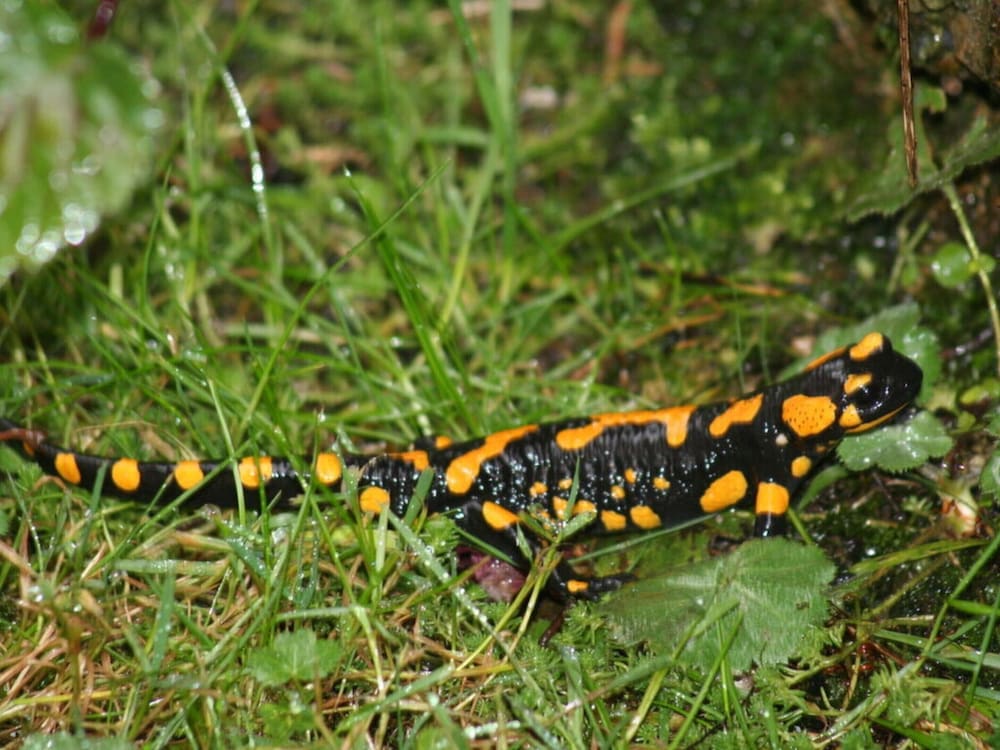 Nagelsmederij in het Huis Waldwinkel