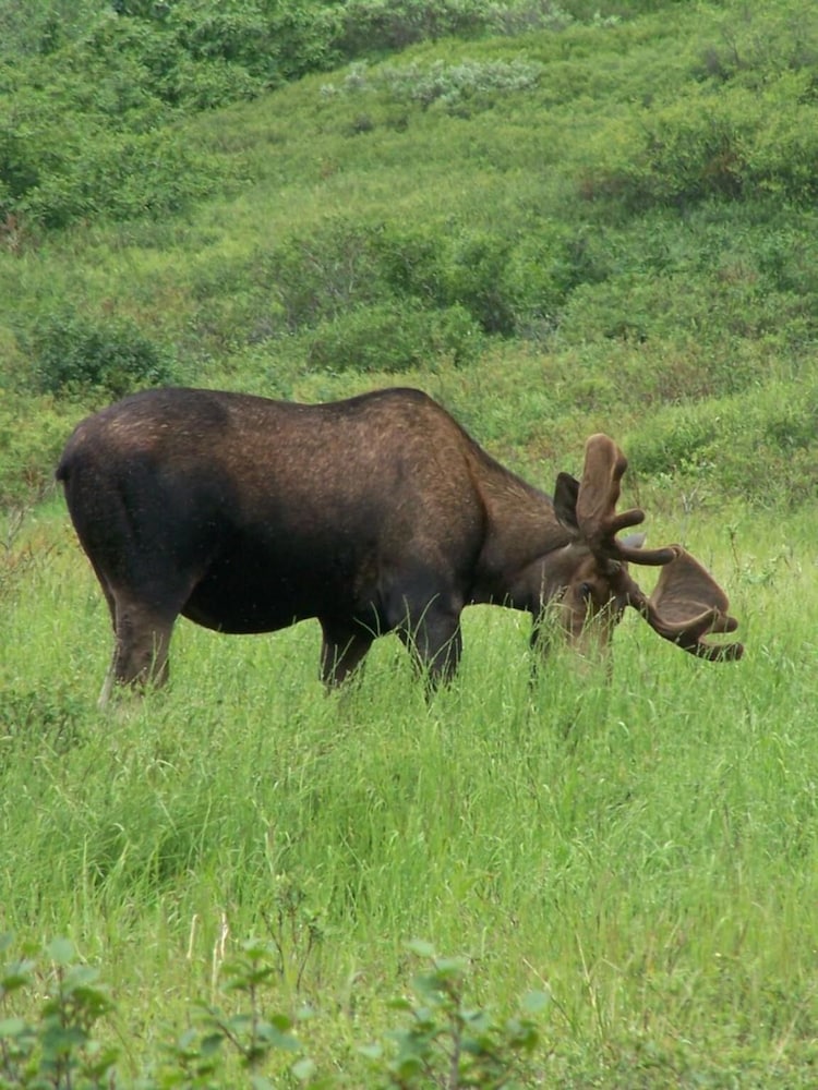 Denali Primrose B&B