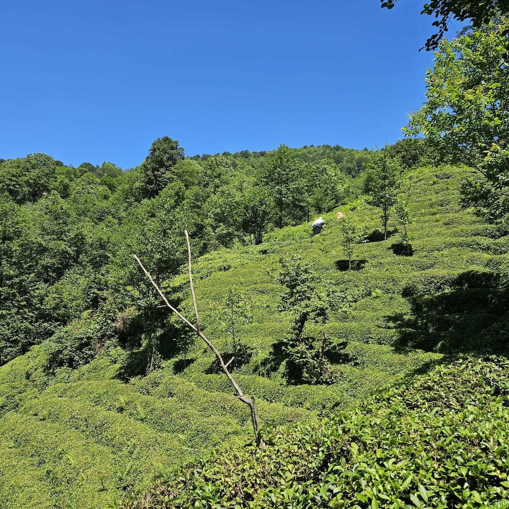 Elagza Dag Evleri view 2