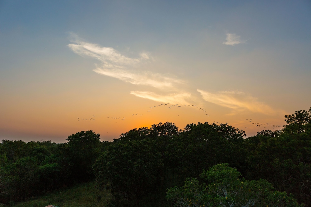Forestville Yala