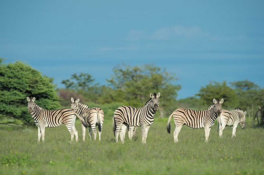 Safarihoek