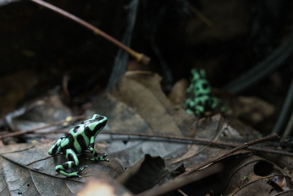 Cabañas del Rio