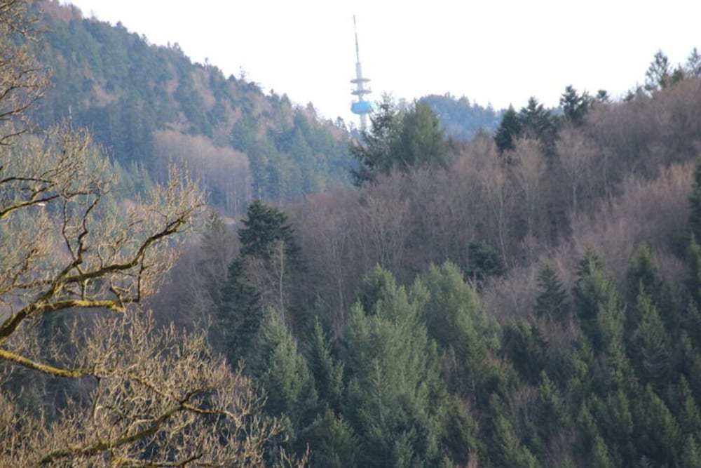 Apartment at the Edge of the Forest