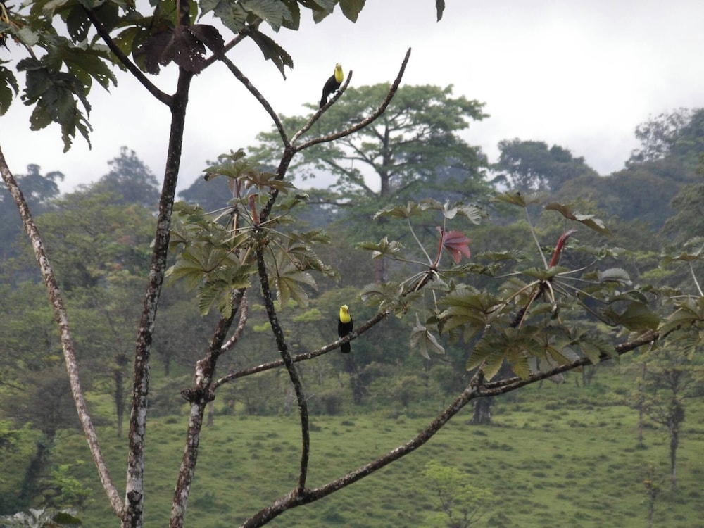 Pura Vidaville - Toucan's Nest