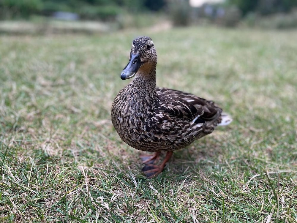 Photo 49