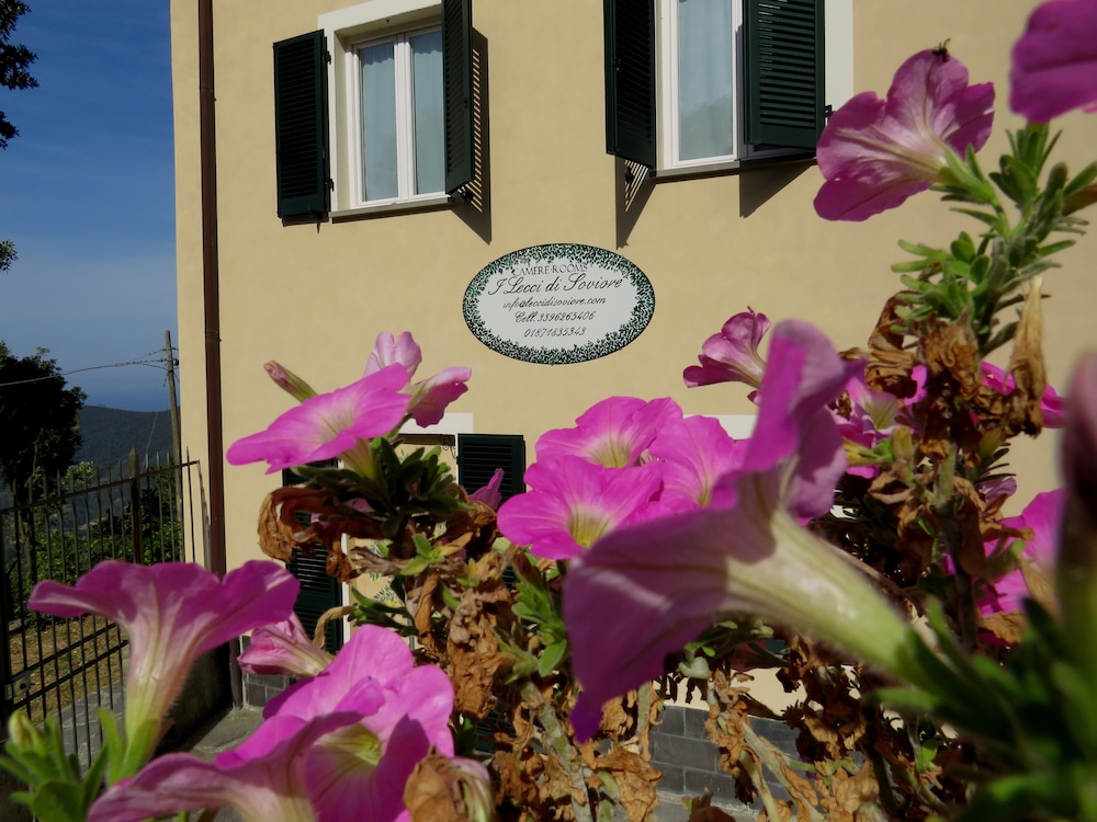 Lecci Di Soviore
