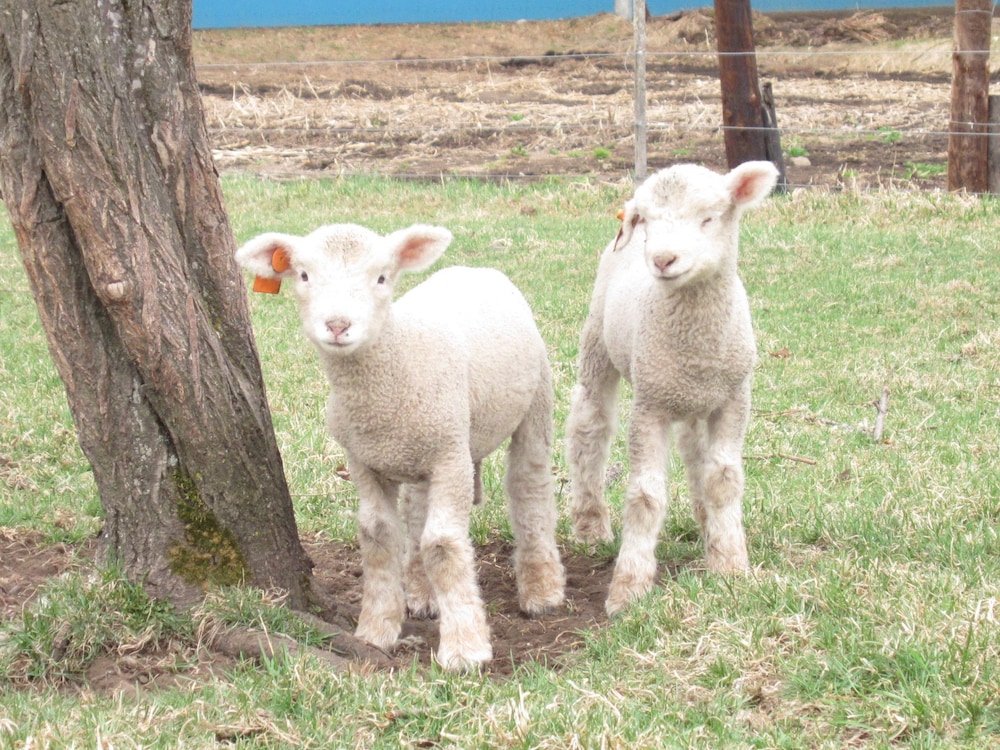 Yorkshire Farm