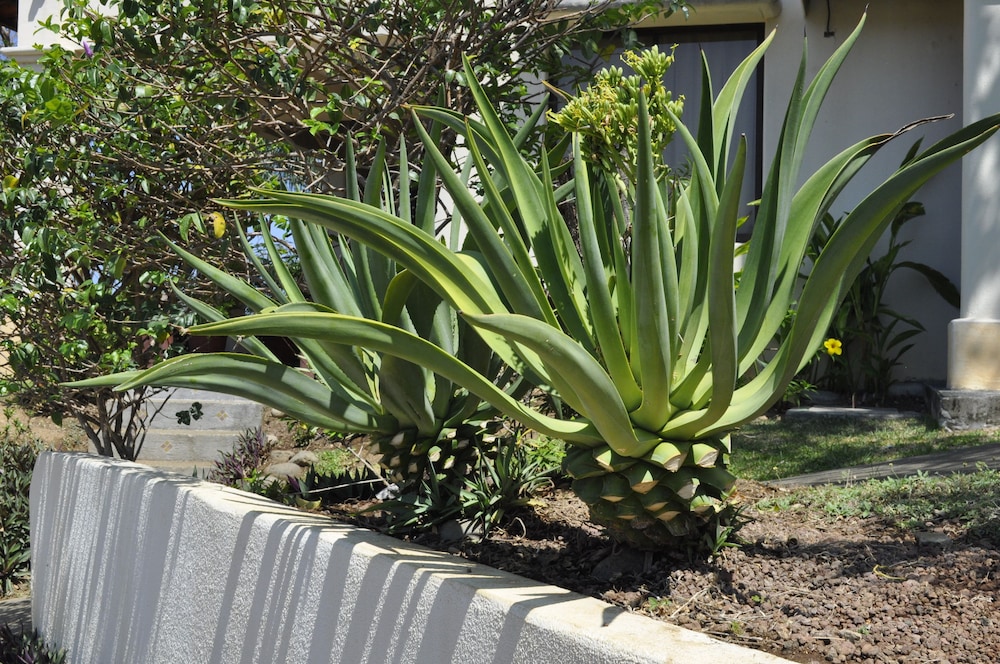 Tropical Gardens