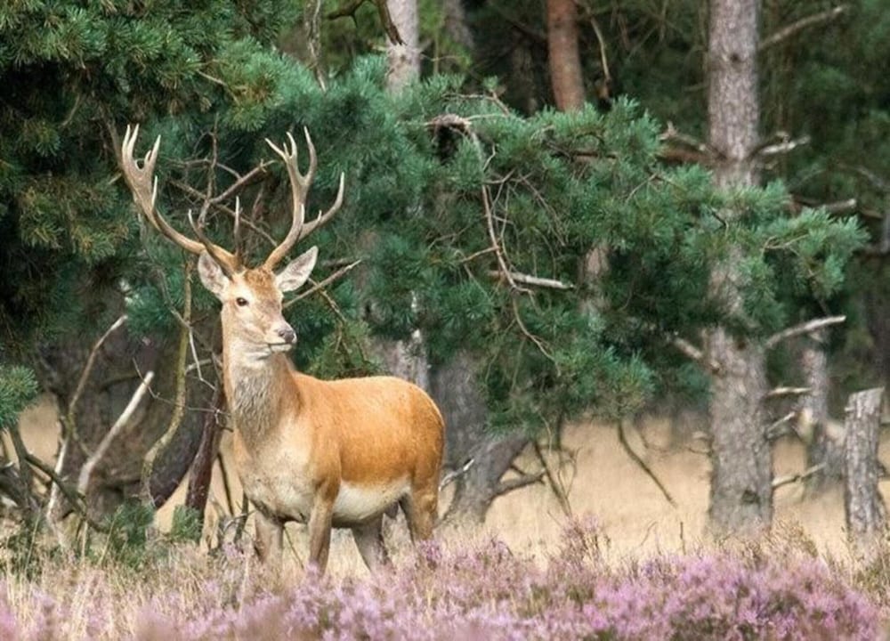 Zutendaal Forest Retreat