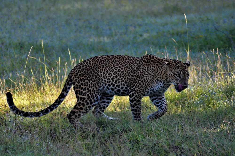 Podi Hoona Yala Safari Camp