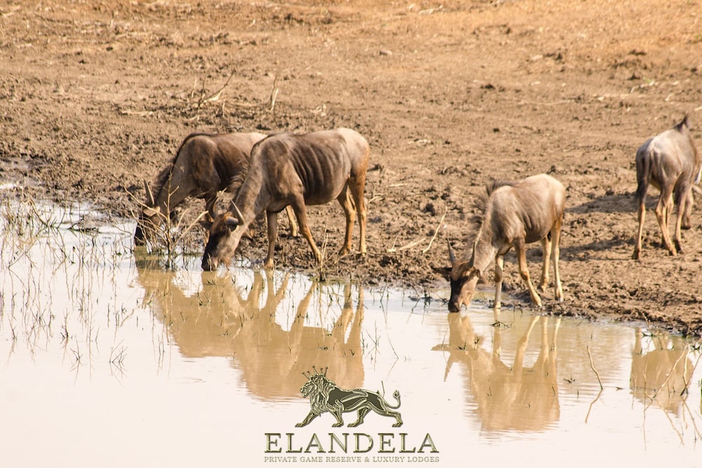 Elandela Private Game Reserve & Luxury Lodge