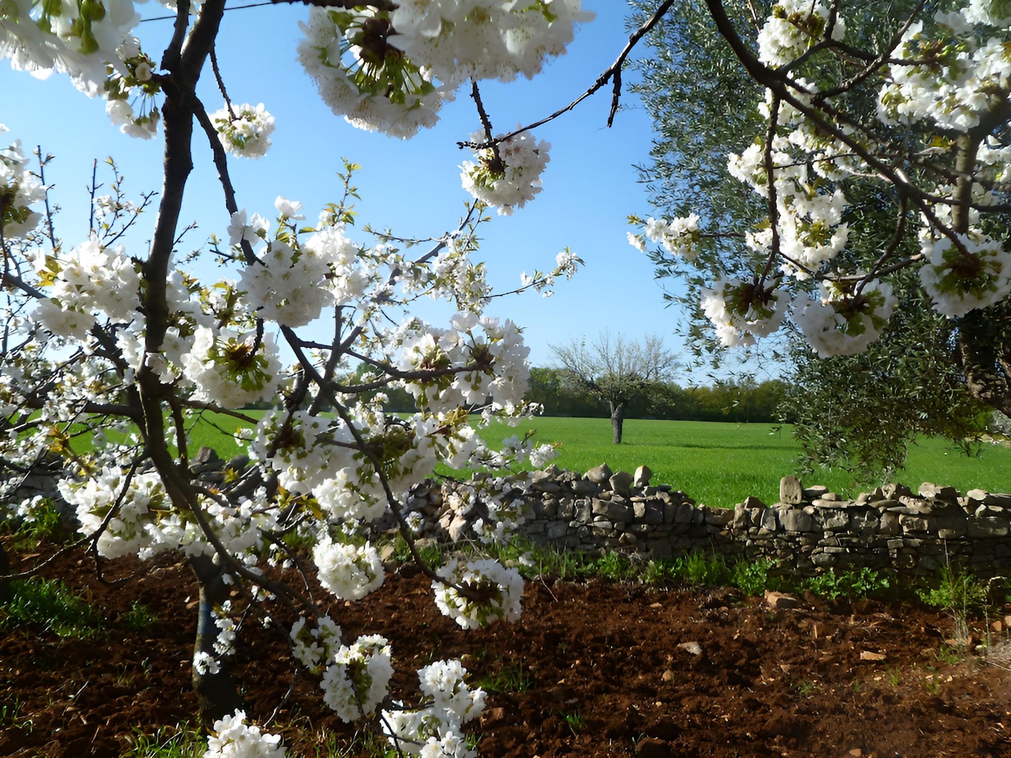 Il Giardino Dei Ciliegi