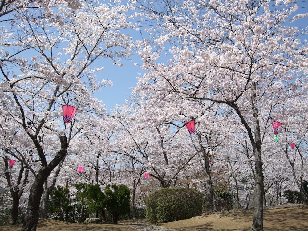 Nagomiyado Anjuann