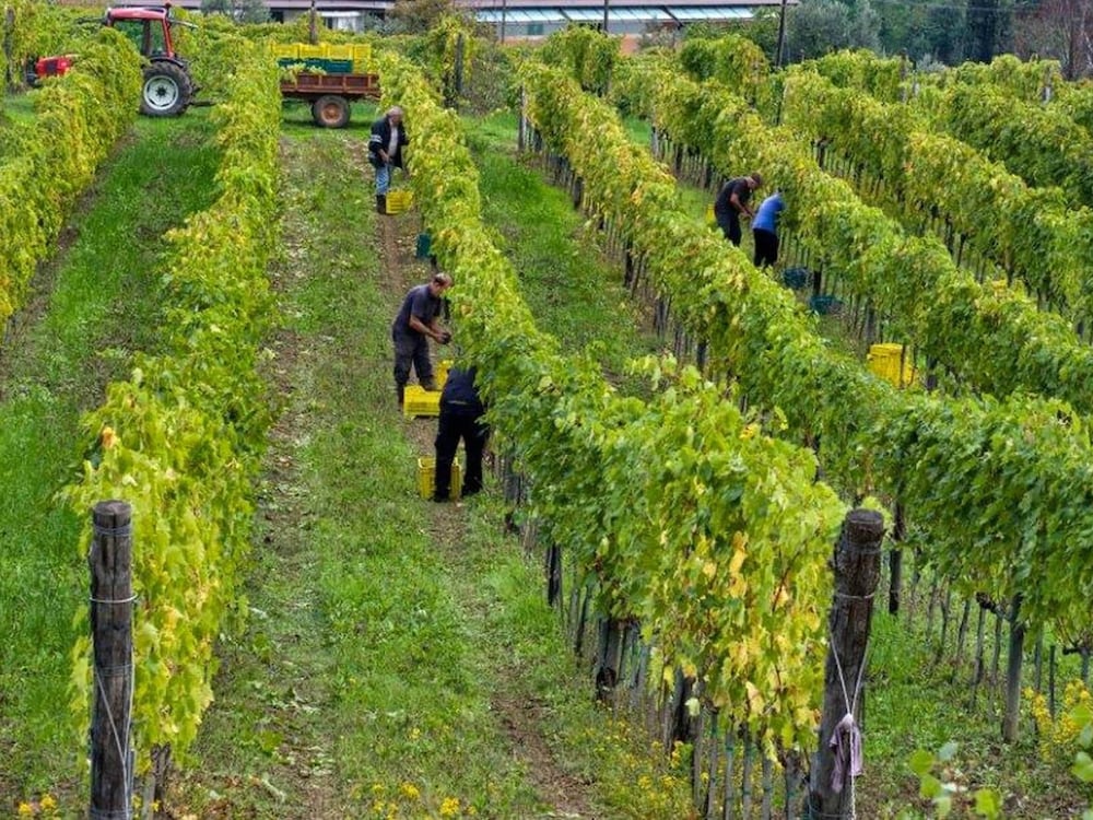 Italian Stay: Bacchereto Wine Country view 5