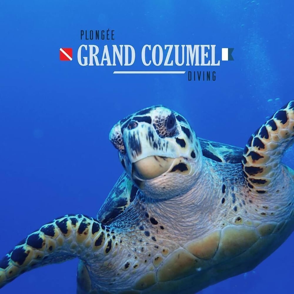 Agave Azul - Grand Cozumel, Hotel and Diving