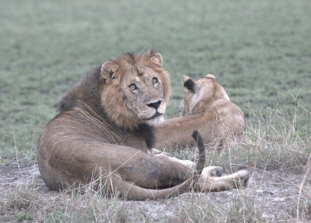 Kasenyi Safari Camp
