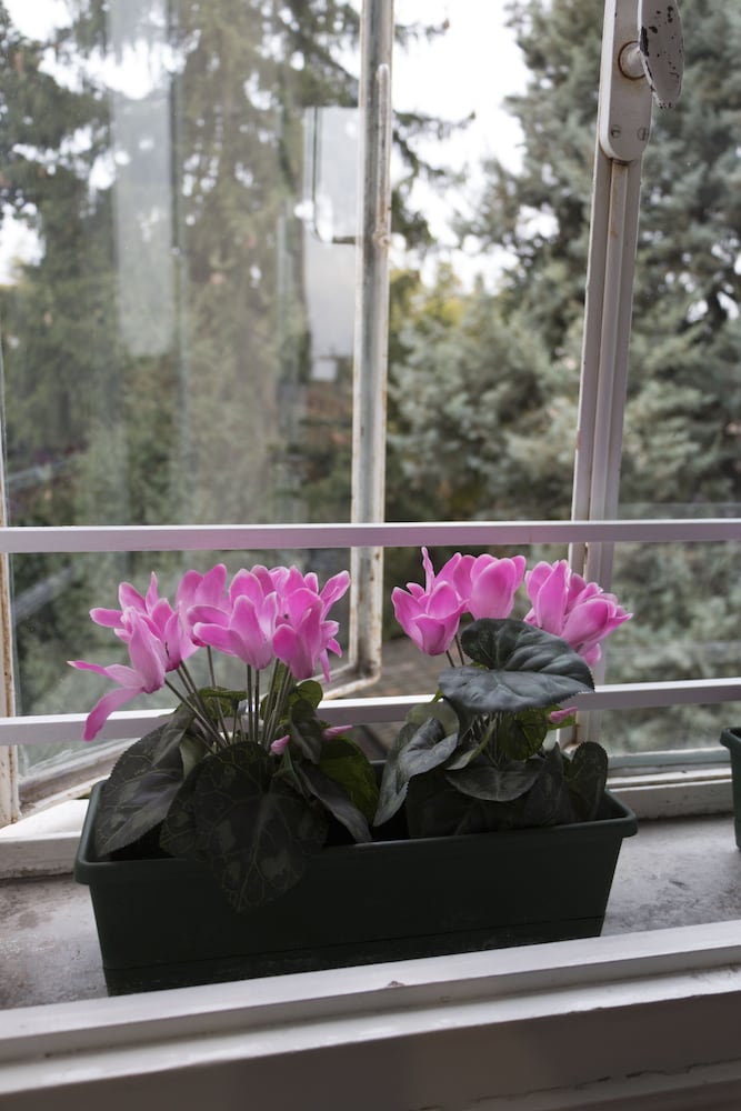 B&B Brandolese