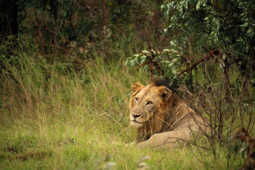 aha Skukuza Safari Lodge