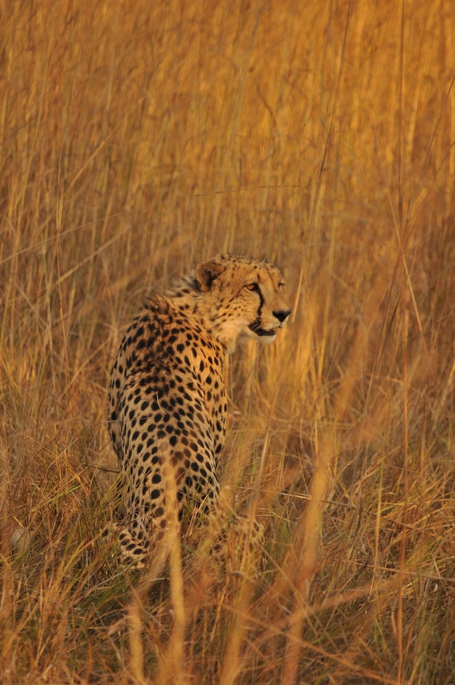 Mukambi Safari Lodge