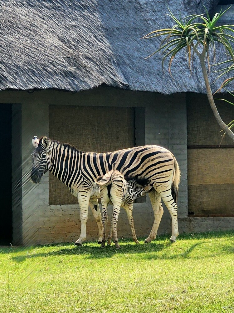 Buyskop Lodge