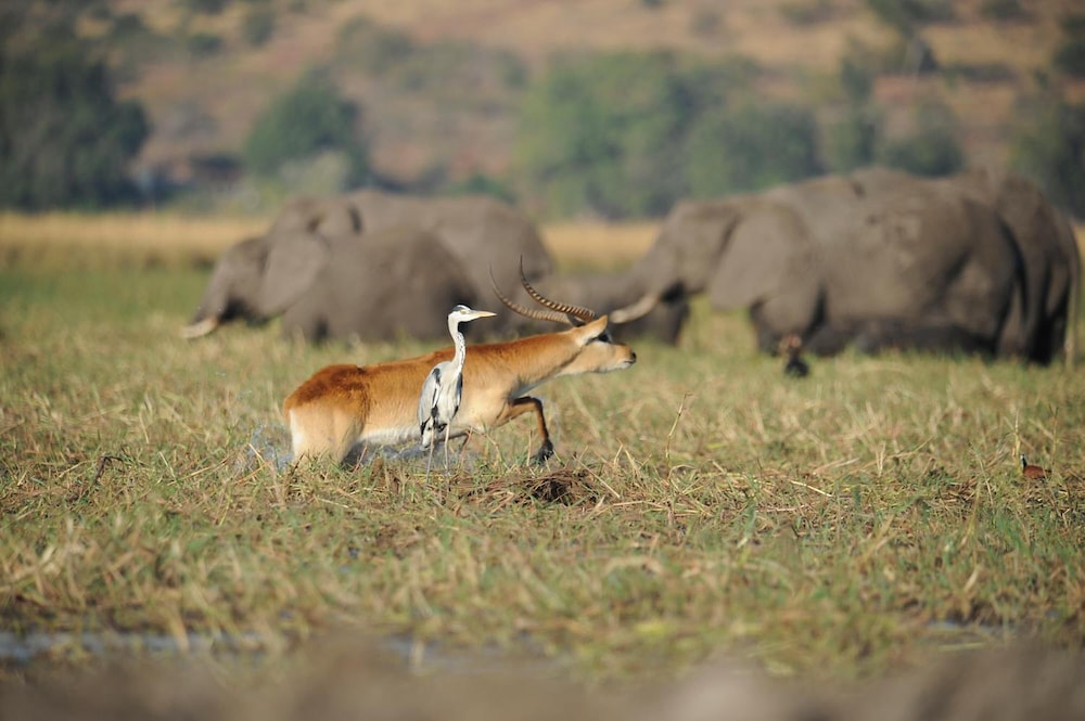 Chobe Water Villas