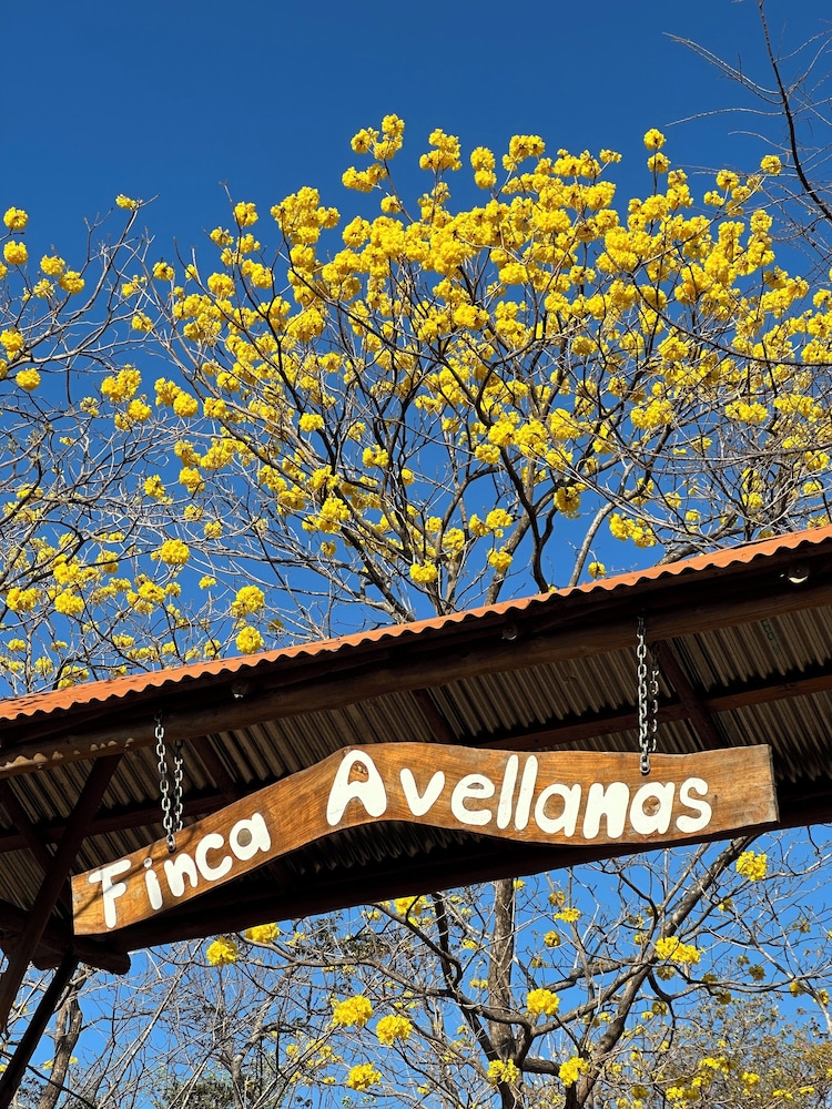 Finca Avellanas