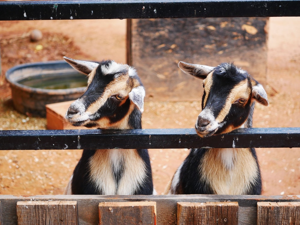Sorrel River Ranch Resort