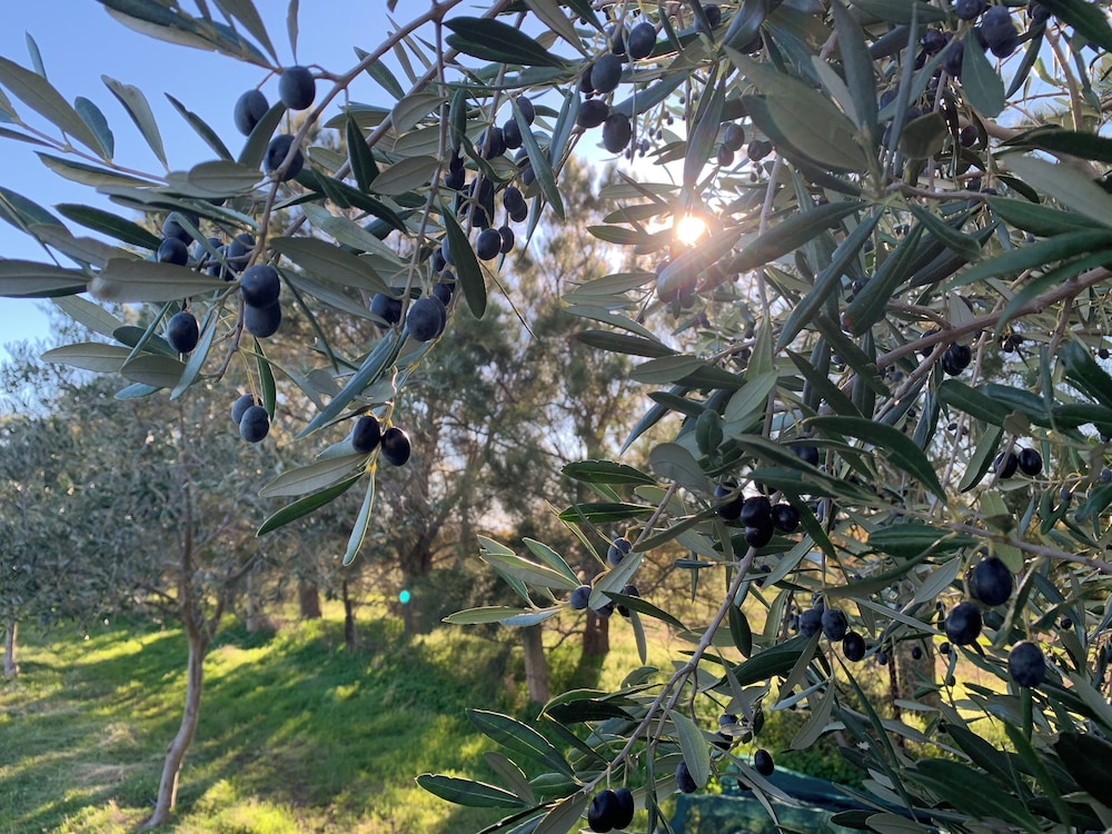 Old Chaff Mill Retreat - - luxury vineyard accommodation