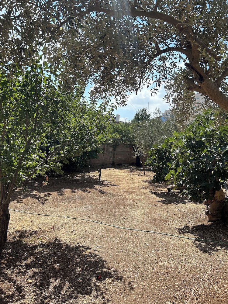 OliveTreeHostel