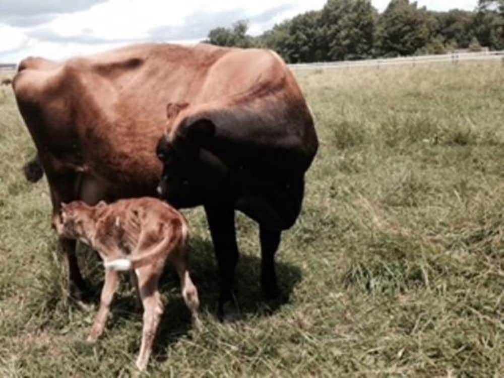 Flint Hill Farm AG