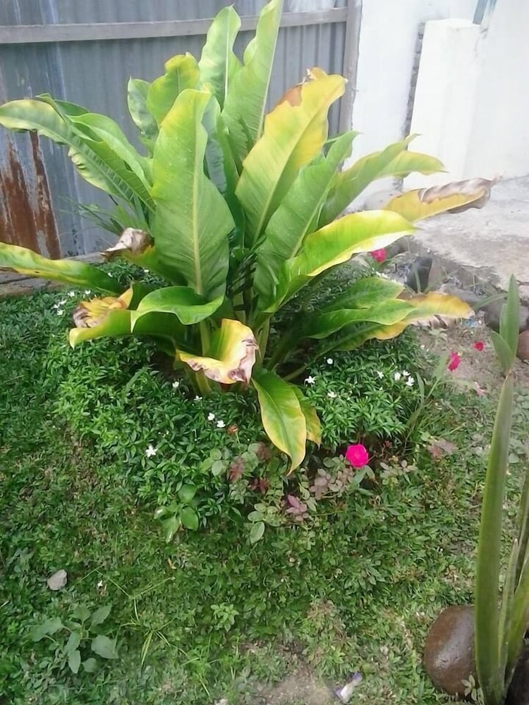Amelia Guest House