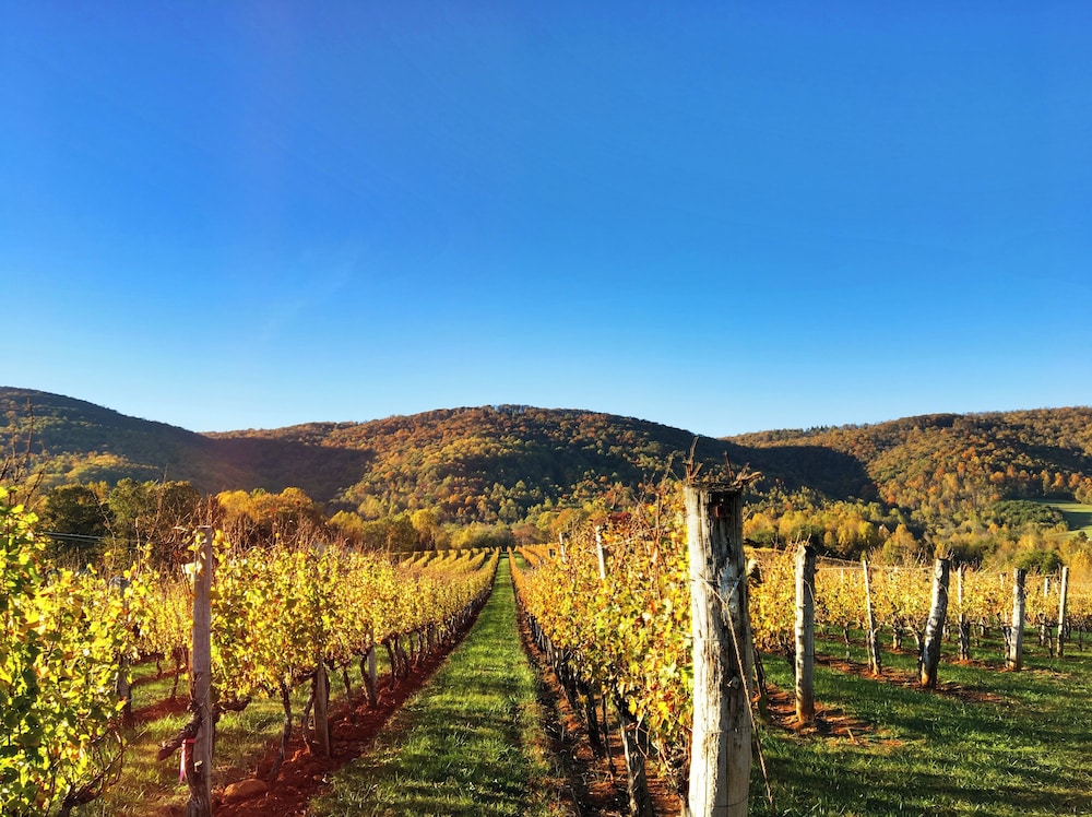 Afton Mountain Vineyards