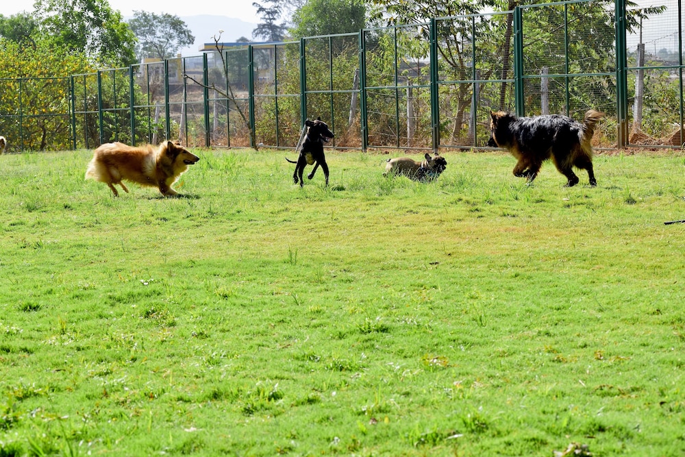 Manas Resort with Petting Zoo