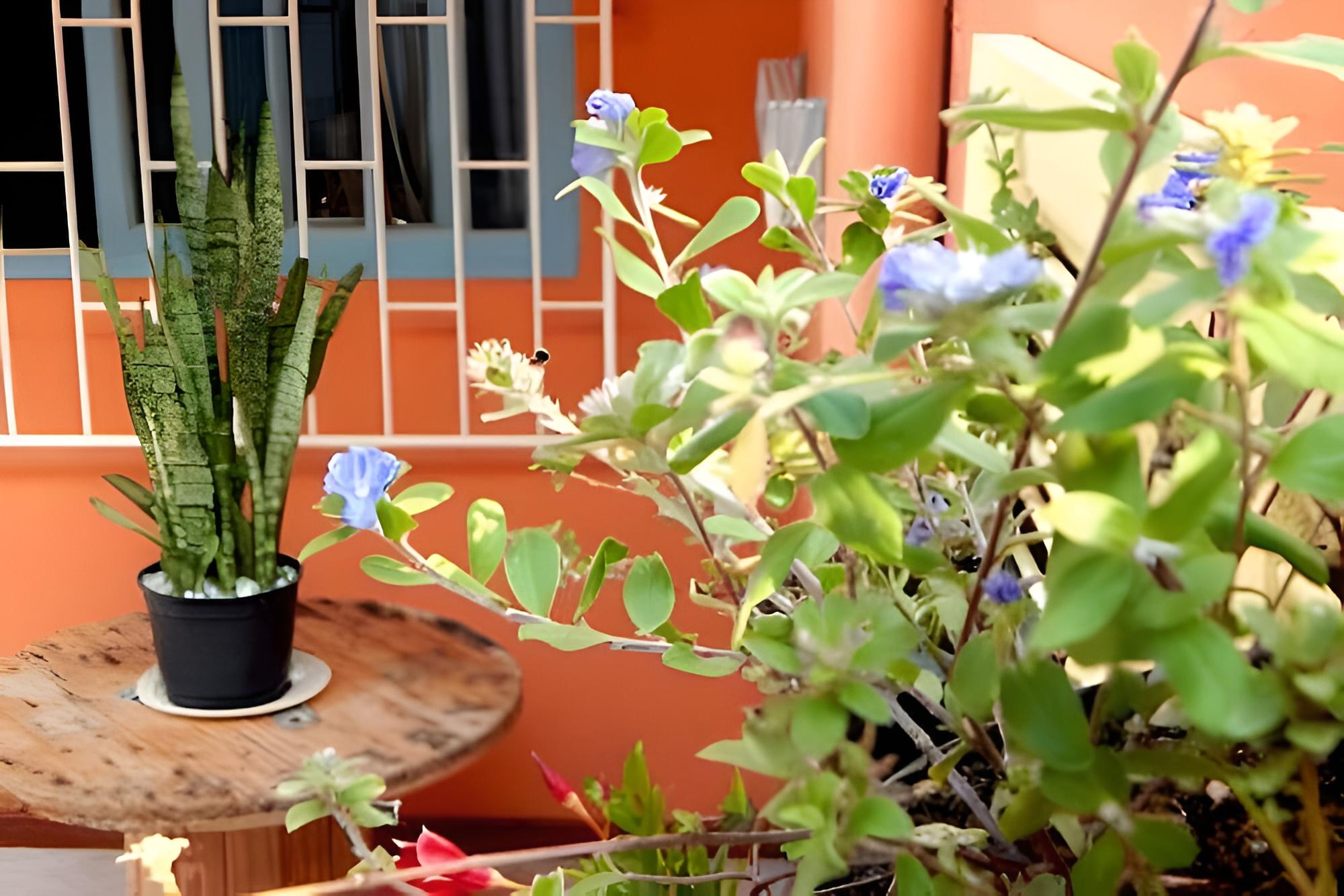 Pouso do Guarani