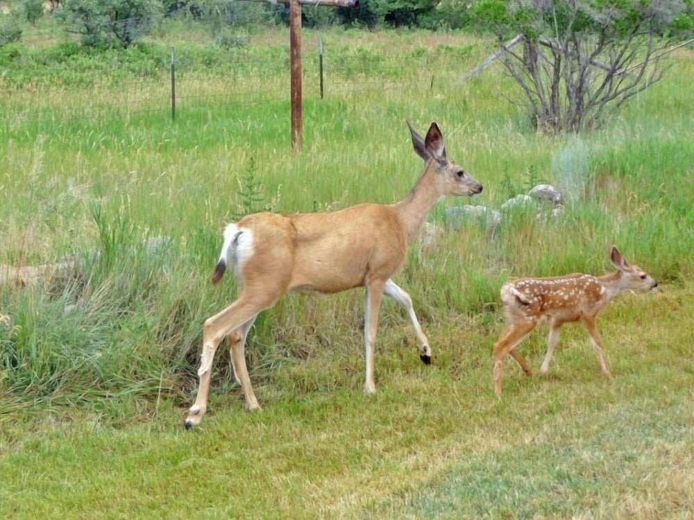 Photo 48