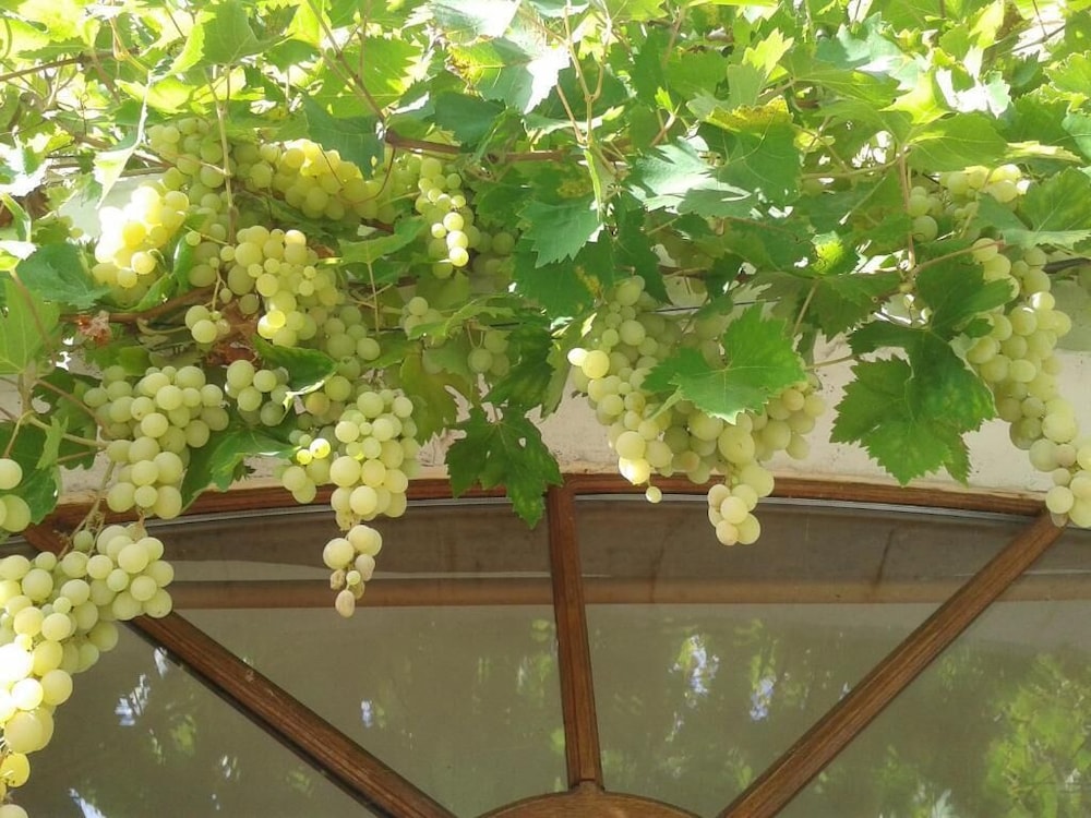 Le clos de la Salamandre