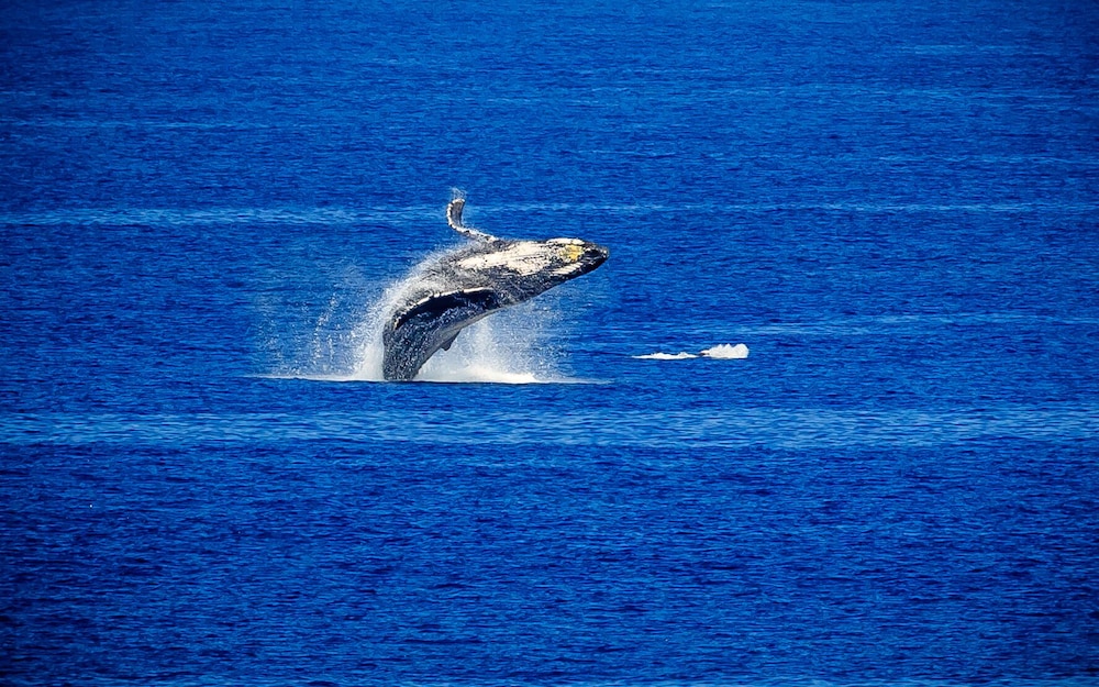Kapalua Ridge Villa 1523 Gold Ocean View - Image 4