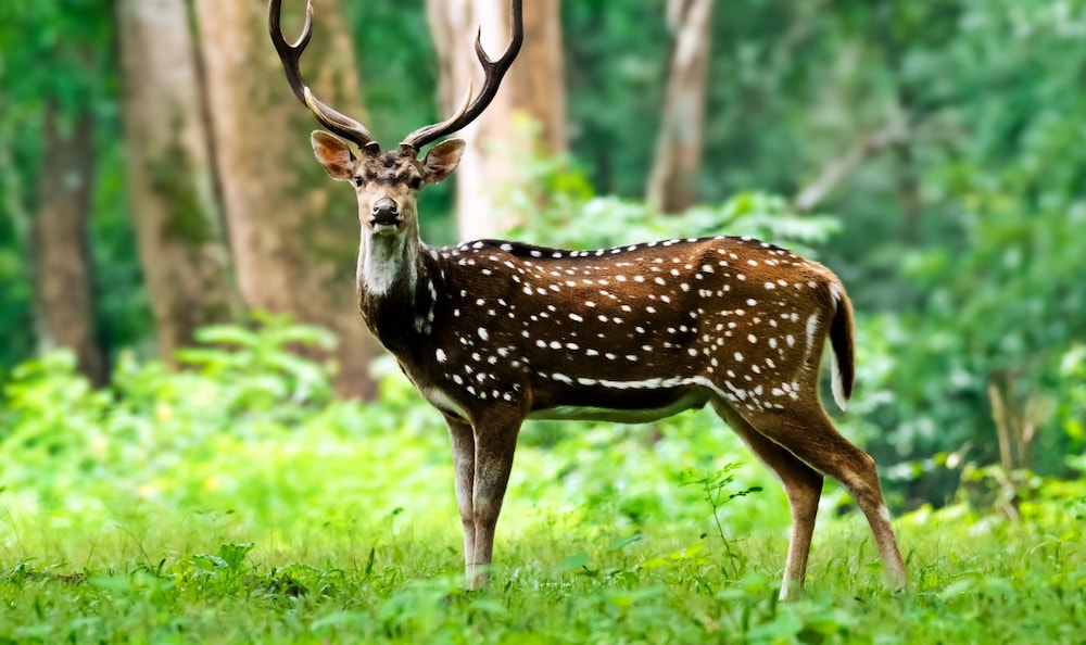 OYO 10387 Edakkal Holiday Home