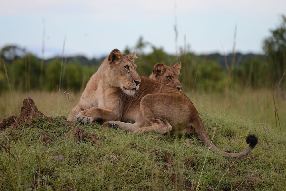 Mukambi Safari Lodge