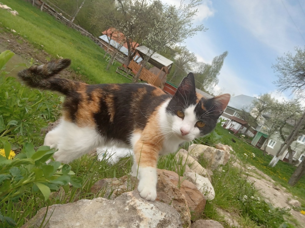 Photo 52